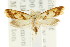  ( - CCDB-15828-B09)  @11 [ ] CreativeCommons - Attribution (2011) ANIC/CBG Photography Group Centre for Biodiversity Genomics