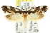  ( - CCDB-15830-B11)  @15 [ ] CreativeCommons - Attribution (2011) ANIC/CBG Photography Group Centre for Biodiversity Genomics