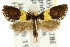  (Syscalma - CCDB-15830-C04)  @14 [ ] CreativeCommons - Attribution (2011) ANIC/CBG Photography Group Centre for Biodiversity Genomics