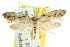  (Machetis serpentigera - CCDB-15830-D01)  @13 [ ] CreativeCommons - Attribution (2011) ANIC/CBG Photography Group Centre for Biodiversity Genomics