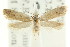  (Macronemata elaphia - CCDB-15830-G07)  @14 [ ] CreativeCommons - Attribution (2011) ANIC/CBG Photography Group Centre for Biodiversity Genomics