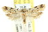  (Barea dryocoetes - CCDB-15830-H03)  @15 [ ] CreativeCommons - Attribution (2011) ANIC/CBG Photography Group Centre for Biodiversity Genomics