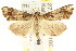  ( - CCDB-15831-F12)  @13 [ ] CreativeCommons - Attribution (2011) ANIC/CBG Photography Group Centre for Biodiversity Genomics