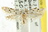  (Ischnomorpha charierga - CCDB-15832-A01)  @13 [ ] CreativeCommons - Attribution (2011) ANIC/CBG Photography Group Centre for Biodiversity Genomics