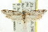  ( - CCDB-15832-A09)  @13 [ ] CreativeCommons - Attribution (2011) ANIC/CBG Photography Group Centre for Biodiversity Genomics