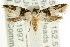  ( - CCDB-15832-B06)  @13 [ ] CreativeCommons - Attribution (2011) ANIC/CBG Photography Group Centre for Biodiversity Genomics