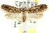  (Erythrobapta - CCDB-15832-C01)  @14 [ ] CreativeCommons - Attribution (2011) ANIC/CBG Photography Group Centre for Biodiversity Genomics