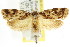  ( - CCDB-15832-D10)  @11 [ ] CreativeCommons - Attribution (2011) ANIC/CBG Photography Group Centre for Biodiversity Genomics