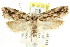  ( - CCDB-15832-F06)  @13 [ ] CreativeCommons - Attribution (2011) ANIC/CBG Photography Group Centre for Biodiversity Genomics