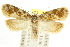  ( - CCDB-15832-H01)  @12 [ ] CreativeCommons - Attribution (2011) ANIC/CBG Photography Group Centre for Biodiversity Genomics