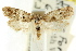  ( - CCDB-15833-B06)  @11 [ ] CreativeCommons - Attribution (2011) ANIC/CBG Photography Group Centre for Biodiversity Genomics