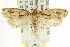  ( - CCDB-15833-C10)  @12 [ ] CreativeCommons - Attribution (2011) ANIC/CBG Photography Group Centre for Biodiversity Genomics