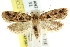  (Barea phoenochyta - CCDB-15833-D06)  @14 [ ] CreativeCommons - Attribution (2011) ANIC/CBG Photography Group Centre for Biodiversity Genomics