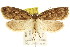  ( - CCDB-15833-E09)  @13 [ ] CreativeCommons - Attribution (2011) ANIC/CBG Photography Group Centre for Biodiversity Genomics