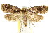  ( - CCDB-15833-G02)  @15 [ ] CreativeCommons - Attribution (2011) ANIC/CBG Photography Group Centre for Biodiversity Genomics
