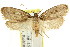 ( - CCDB-15834-B10)  @11 [ ] CreativeCommons - Attribution (2011) ANIC/CBG Photography Group Centre for Biodiversity Genomics