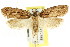  ( - CCDB-15834-C11)  @14 [ ] CreativeCommons - Attribution (2011) ANIC/CBG Photography Group Centre for Biodiversity Genomics