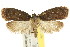  ( - CCDB-15834-E06)  @11 [ ] CreativeCommons - Attribution (2011) ANIC/CBG Photography Group Centre for Biodiversity Genomics