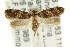  ( - CCDB-15834-H08)  @13 [ ] CreativeCommons - Attribution (2011) ANIC/CBG Photography Group Centre for Biodiversity Genomics