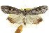  ( - CCDB-15836-B10)  @11 [ ] CreativeCommons - Attribution (2011) ANIC/CBG Photography Group Centre for Biodiversity Genomics