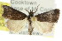  ( - CCDB-15836-C01)  @12 [ ] CreativeCommons - Attribution (2011) ANIC/CBG Photography Group Centre for Biodiversity Genomics