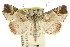  (Tamba sp. ANIC6 - CCDB-15836-H01)  @15 [ ] CreativeCommons - Attribution (2011) ANIC/CBG Photography Group Centre for Biodiversity Genomics