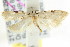  ( - CCDB-15837-D09)  @13 [ ] CreativeCommons - Attribution (2011) ANIC/CBG Photography Group Centre for Biodiversity Genomics