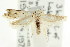  ( - CCDB-15837-D12)  @11 [ ] CreativeCommons - Attribution (2011) ANIC/CBG Photography Group Centre for Biodiversity Genomics