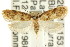  (Diaphanta adocima - CCDB-15837-E05)  @14 [ ] CreativeCommons - Attribution (2011) ANIC/CBG Photography Group Centre for Biodiversity Genomics