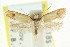  ( - CCDB-15837-E12)  @11 [ ] CreativeCommons - Attribution (2011) ANIC/CBG Photography Group Centre for Biodiversity Genomics