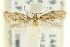 ( - CCDB-15837-F07)  @11 [ ] CreativeCommons - Attribution (2011) ANIC/CBG Photography Group Centre for Biodiversity Genomics