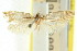  ( - CCDB-15837-G07)  @11 [ ] CreativeCommons - Attribution (2011) ANIC/CBG Photography Group Centre for Biodiversity Genomics