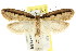  (Leptocroca - CCDB-15838-B06)  @14 [ ] CreativeCommons - Attribution (2011) ANIC/CBG Photography Group Centre for Biodiversity Genomics