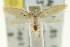  (Eulechria micranepsia - CCDB-15838-E02)  @12 [ ] CreativeCommons - Attribution (2011) ANIC/CBG Photography Group Centre for Biodiversity Genomics