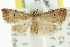  ( - CCDB-15839-D02)  @14 [ ] CreativeCommons - Attribution (2011) ANIC/CBG Photography Group Centre for Biodiversity Genomics