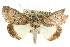  (Prorocopis sp. ANIC3 - CCDB-15839-E03)  @15 [ ] CreativeCommons - Attribution (2011) ANIC/CBG Photography Group Centre for Biodiversity Genomics