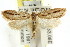  ( - CCDB-15840-C01)  @13 [ ] CreativeCommons - Attribution (2011) ANIC/CBG Photography Group Centre for Biodiversity Genomics