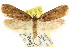  ( - CCDB-15841-C01)  @13 [ ] CreativeCommons - Attribution (2011) ANIC/CBG Photography Group Centre for Biodiversity Genomics