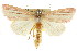  (Heliothis roseivena - CCDB-15842-D03)  @14 [ ] CreativeCommons - Attribution (2011) ANIC/CBG Photography Group Centre for Biodiversity Genomics