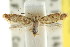  (Callithauma leptodoma - CCDB-15844-A07)  @11 [ ] CreativeCommons - Attribution (2011) ANIC/CBG Photography Group Centre for Biodiversity Genomics