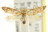  ( - CCDB-15844-A10)  @11 [ ] CreativeCommons - Attribution (2011) ANIC/CBG Photography Group Centre for Biodiversity Genomics