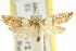  ( - CCDB-15844-B06)  @11 [ ] CreativeCommons - Attribution (2011) ANIC/CBG Photography Group Centre for Biodiversity Genomics
