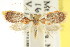  (Aglaodes chionoma - CCDB-15844-C03)  @12 [ ] CreativeCommons - Attribution (2011) ANIC/CBG Photography Group Centre for Biodiversity Genomics