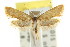  (Ocystola ochroptera - CCDB-15844-E09)  @13 [ ] CreativeCommons - Attribution (2011) ANIC/CBG Photography Group Centre for Biodiversity Genomics
