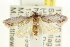 ( - CCDB-15846-G02)  @13 [ ] CreativeCommons - Attribution (2011) ANIC/CBG Photography Group Centre for Biodiversity Genomics