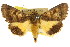  (Australothis tertia - CCDB-15848-A12)  @11 [ ] CreativeCommons - Attribution (2011) ANIC/CBG Photography Group Centre for Biodiversity Genomics