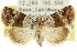  ( - CCDB-15848-F08)  @14 [ ] CreativeCommons - Attribution (2011) ANIC/CBG Photography Group Centre for Biodiversity Genomics