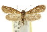  (Hygraula pelochyta - CCDB-15849-B04)  @11 [ ] CreativeCommons - Attribution (2011) ANIC/CBG Photography Group Centre for Biodiversity Genomics
