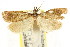  ( - CCDB-15849-C02)  @11 [ ] CreativeCommons - Attribution (2011) ANIC/CBG Photography Group Centre for Biodiversity Genomics