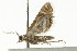  ( - CCDB-15849-C06)  @12 [ ] CreativeCommons - Attribution (2011) ANIC/CBG Photography Group Centre for Biodiversity Genomics